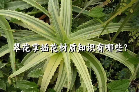 翠花掌插花材质知识有哪些？