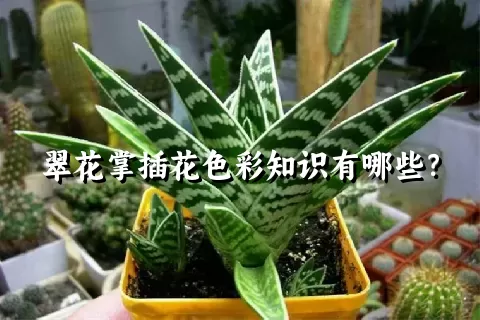 翠花掌插花色彩知识有哪些？