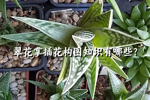 翠花掌插花构图知识有哪些？