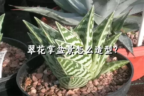 翠花掌盆景怎么造型？