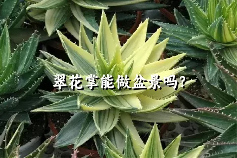 翠花掌能做盆景吗？