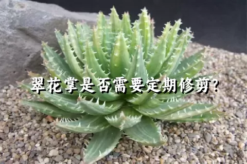 翠花掌是否需要定期修剪？