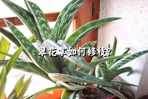 翠花掌如何修枝？