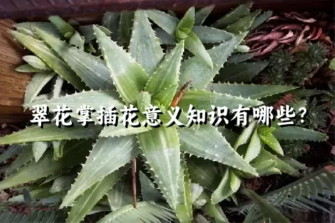 翠花掌插花意义知识有哪些？