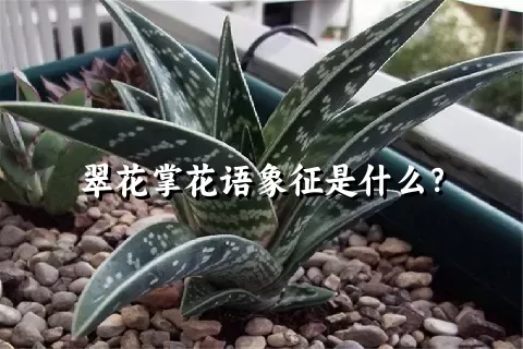 翠花掌花语象征是什么？