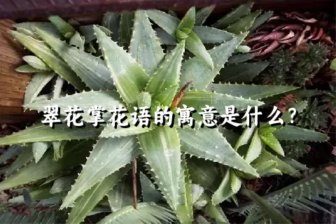 翠花掌花语的寓意是什么？