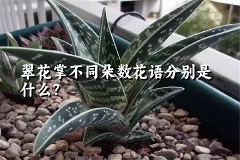 翠花掌不同朵数花语分别是什么？