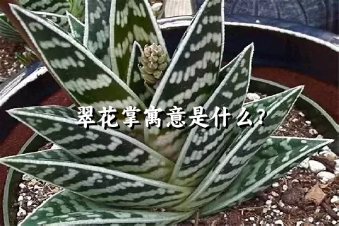 翠花掌寓意是什么？