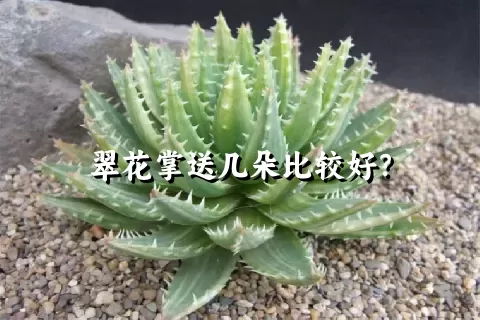 翠花掌送几朵比较好？