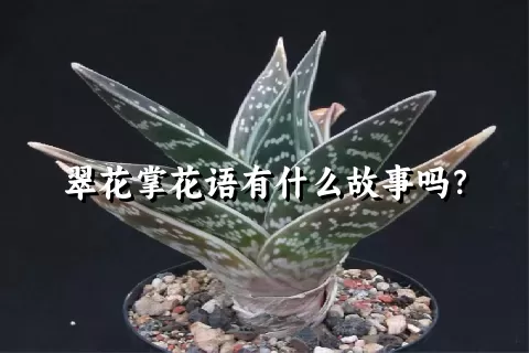 翠花掌花语有什么故事吗？