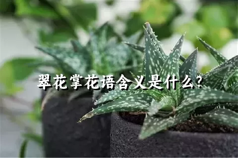 翠花掌花语含义是什么？