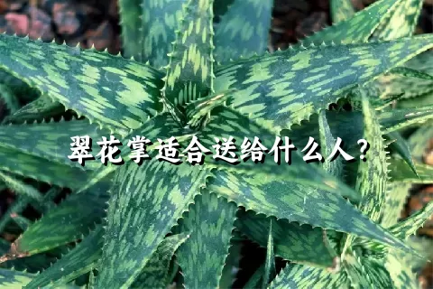 翠花掌适合送给什么人？