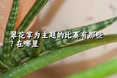 翠花掌为主题的比赛有那些？在哪里