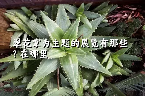 翠花掌为主题的展览有那些？在哪里