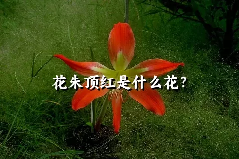 花朱顶红是什么花？