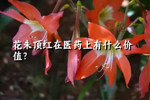 花朱顶红在医药上有什么价值？