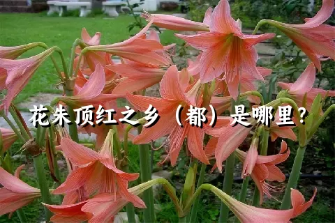 花朱顶红之乡（都）是哪里？