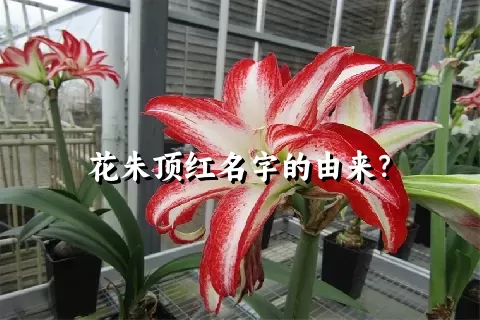 花朱顶红名字的由来？