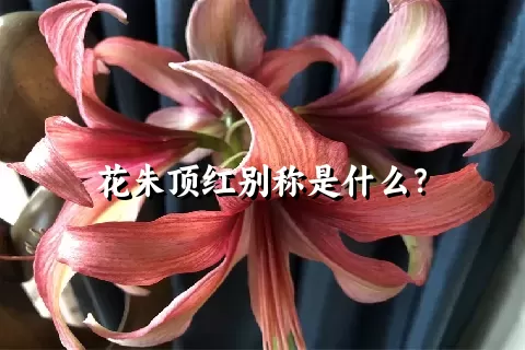 花朱顶红别称是什么？