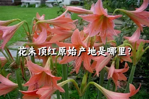 花朱顶红原始产地是哪里？