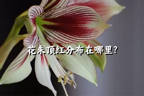 花朱顶红分布在哪里?