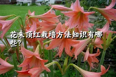 花朱顶红栽培方法知识有哪些？