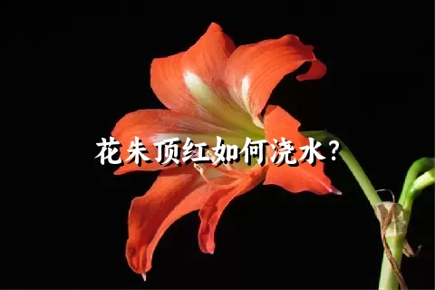 花朱顶红如何浇水？