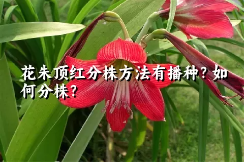 花朱顶红分株方法有播种？如何分株？