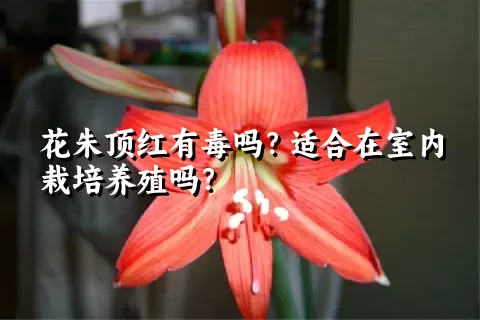 花朱顶红有毒吗？适合在室内栽培养殖吗？