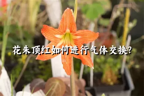 花朱顶红如何进行气体交换？