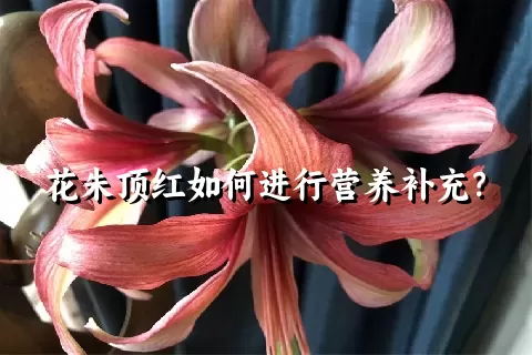 花朱顶红如何进行营养补充？