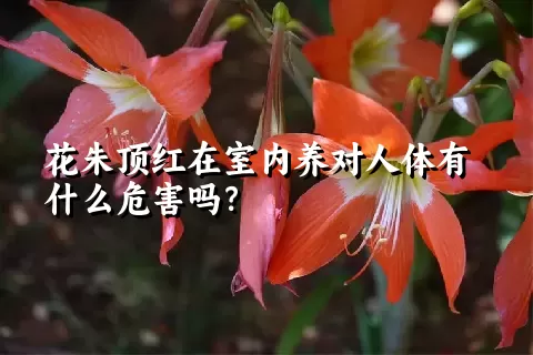 花朱顶红在室内养对人体有什么危害吗？