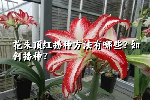 花朱顶红播种方法有哪些？如何播种？