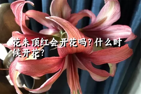 花朱顶红会开花吗？什么时候开花？