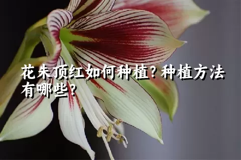 花朱顶红如何种植？种植方法有哪些？