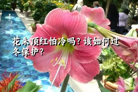 花朱顶红怕冷吗？该如何过冬保护？