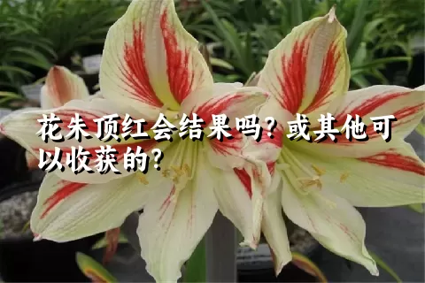 花朱顶红会结果吗？或其他可以收获的？