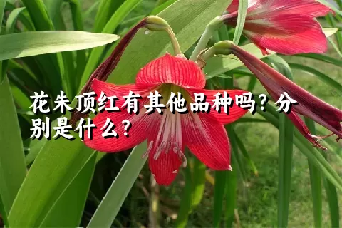 花朱顶红有其他品种吗？分别是什么？