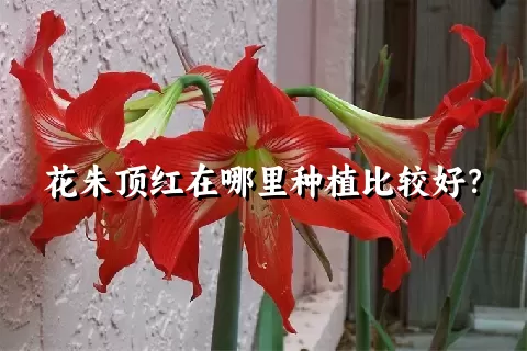 花朱顶红在哪里种植比较好？