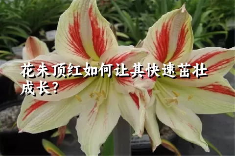 花朱顶红如何让其快速茁壮成长？