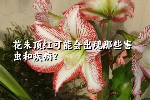 花朱顶红可能会出现那些害虫和疾病？