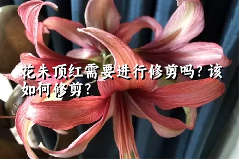 花朱顶红需要进行修剪吗？该如何修剪？