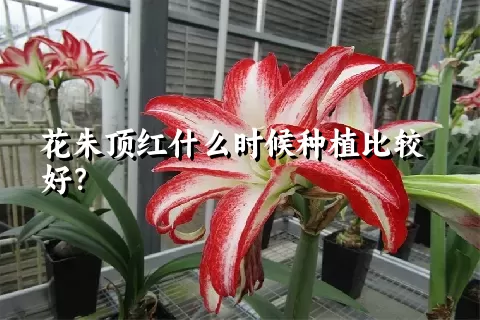 花朱顶红什么时候种植比较好？