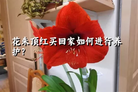 花朱顶红买回家如何进行养护？