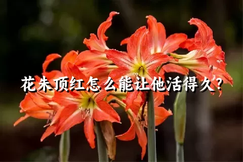 花朱顶红怎么能让他活得久？