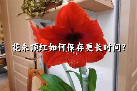 花朱顶红如何保存更长时间？