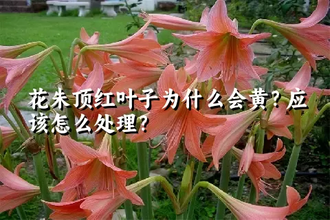 花朱顶红叶子为什么会黄？应该怎么处理？