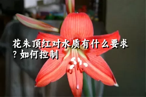 花朱顶红对水质有什么要求？如何控制