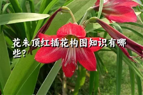 花朱顶红插花构图知识有哪些？