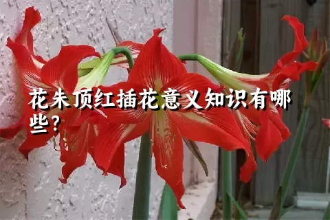 花朱顶红插花意义知识有哪些？